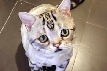 Новая звезда интернета - самая грустная кошка в мире (ФОТО)