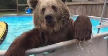 В мире животных: позитивный медведь в бассейне (ВИДЕО)