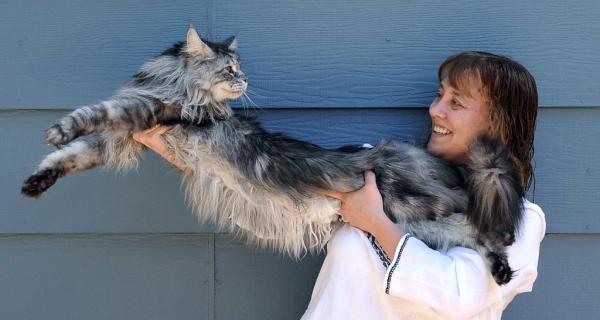 Самый длинный кот в мире (ФОТО)