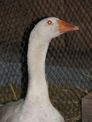Николаевскому зоопарку подарили гуся, спасенного в зоне АТО (ФОТО)