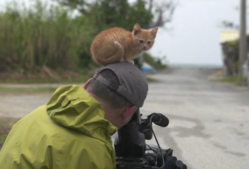 В мире животных: японского котенка заинтересовала работа оператора (ВИДЕО)