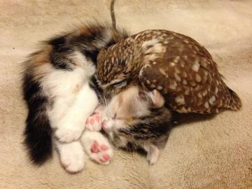 Новые звезды интернета: японский котенок подружился с совой (ФОТО)