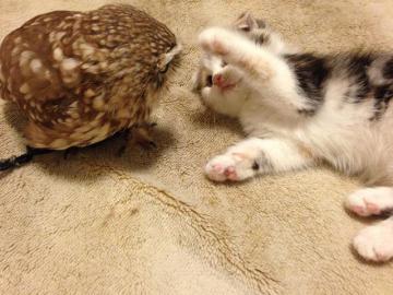 Новые звезды интернета: японский котенок подружился с совой (ФОТО)
