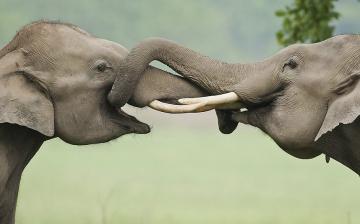В мире животных: слоновья дружба (ВИДЕО)