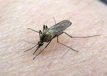 Комара признали человекоубийцей (ВИДЕО)