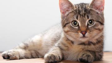 Ученые в очередной раз доказали полезность кошек