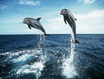 В мире животных: вейкбординг с дельфинами (ВИДЕО)