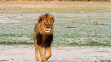 В национальном парке Зимбабве браконьеры убили льва
