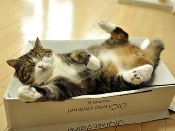 Ученые объяснили, почему кошки любят коробки