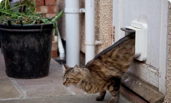 1440680361_kot-okazalsya-slishkom-horosh-dlya-koshachey-dveri.jpg