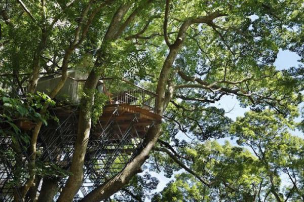 Тарзану даже не снилось. Самый большой дом на дереве (ФОТО)