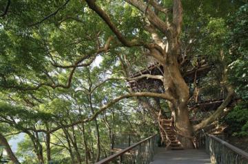 Тарзану даже не снилось. Самый большой дом на дереве (ФОТО)