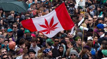 Революция в системе образования. Канадских студентов научат выращивать марихуану