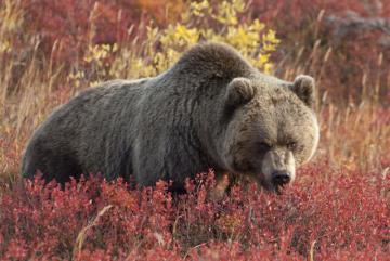 Медведь напал на группу туристов