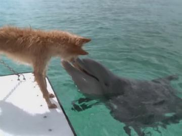 Дельфин и собака. Необычный поцелуй (ВИДЕО)