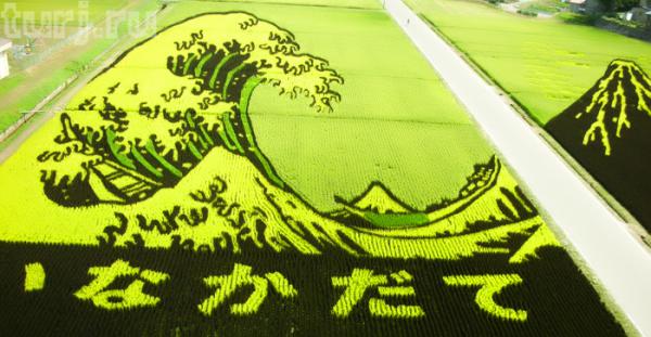Креатив по-японски. Рисунки на рисовых полях (ФОТО)