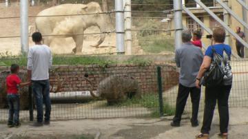 В Тбилиси после разрушительного наводнения восстановлен зоопарк (ВИДЕО)
