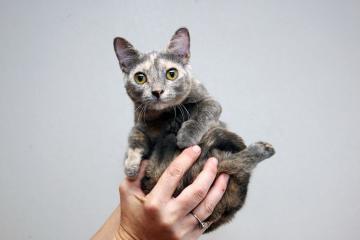 Нашелся самый низкий кот в мире (ФОТО)