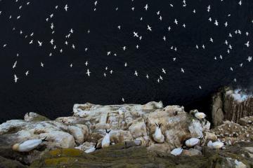 В Британии завершился конкурс на лучшее фото дикой природы (ФОТО)
