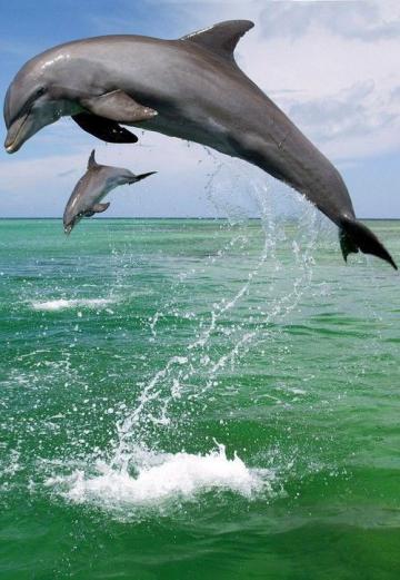 Дельфины обращаются друг к другу по имени (ФОТО)