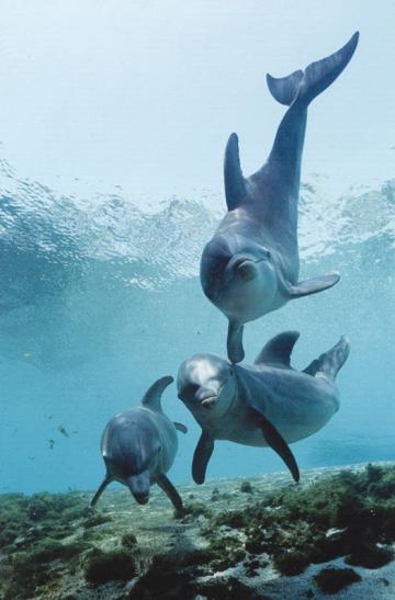 Дельфины обращаются друг к другу по имени (ФОТО)
