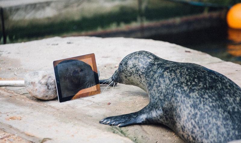 В Великобритании пара тюленей общается с помощью iPad (ФОТО)