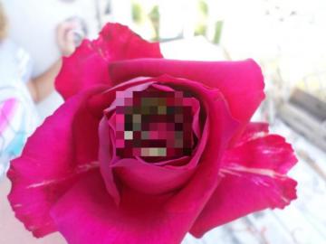 Удивительная находка внутри розы (ФОТО)