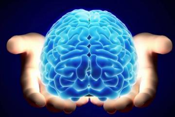 Прорыв в науке: ученым удалось вырастить полноценный мозг