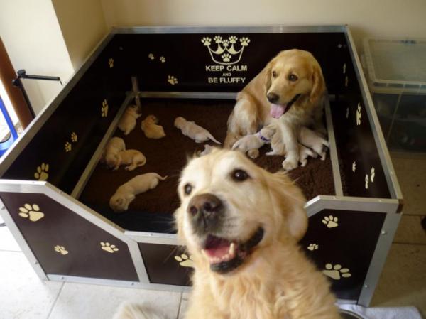 Собаки, которые безмерно гордятся своими щенками (ФОТО)