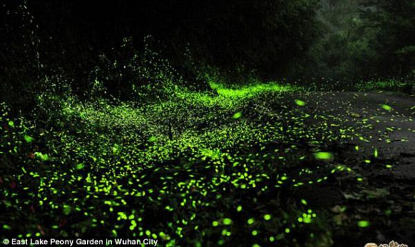 В Китае открыли сияющий парк со светлячками (ФОТО)