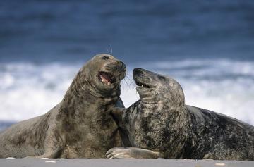 В Великобритании пара тюленей общается с помощью iPad (ФОТО)