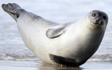 В мире животных: дружелюбный тюлень (ВИДЕО)