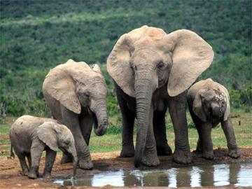 В Зимбабве браконьеры отравили 20 слонов