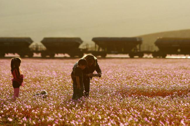 Необычное явление. Самая сухая пустыня планеты покрылась цветами (ФОТО)