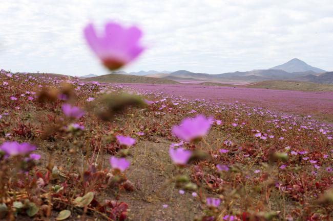 Необычное явление. Самая сухая пустыня планеты покрылась цветами (ФОТО)