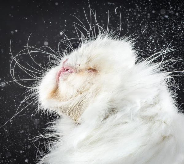 Забавные снимки отряхивающихся кошек от Карли Дэвидсон (ФОТО)