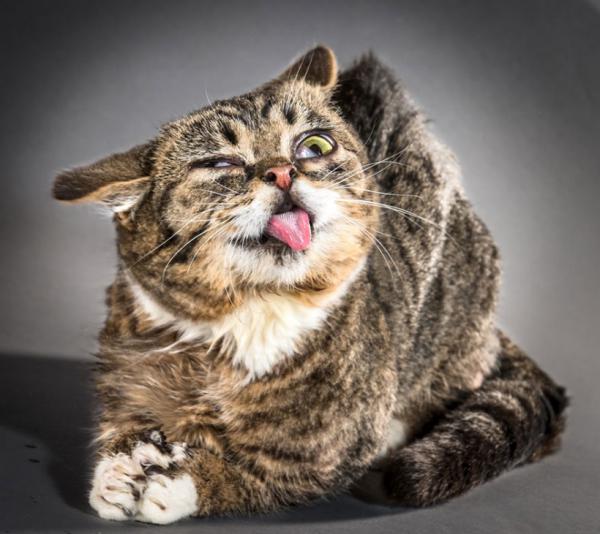 Забавные снимки отряхивающихся кошек от Карли Дэвидсон (ФОТО)
