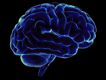 Ученым удалось вырастить частичку мозга в лабораторных условиях