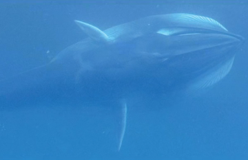 В мире животных: Самый таинственный в мире кит (ВИДЕО)