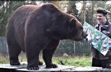 В Финляндии воспитали медведя-художника (ВИДЕО)