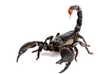 Двухметровый скорпион шокировал американских ученых (ФОТО)