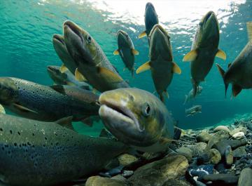 FDA одобрило употребление в пищу генетически модифицированную рыбу