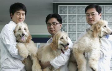 В Китае построят крупнейший центр клонирования животных