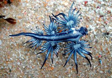 На австралийском побережье замечен голубой дракон (ВИДЕО)