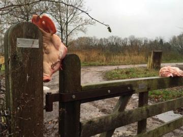 В Голландии мигрантов забросали свиными головами