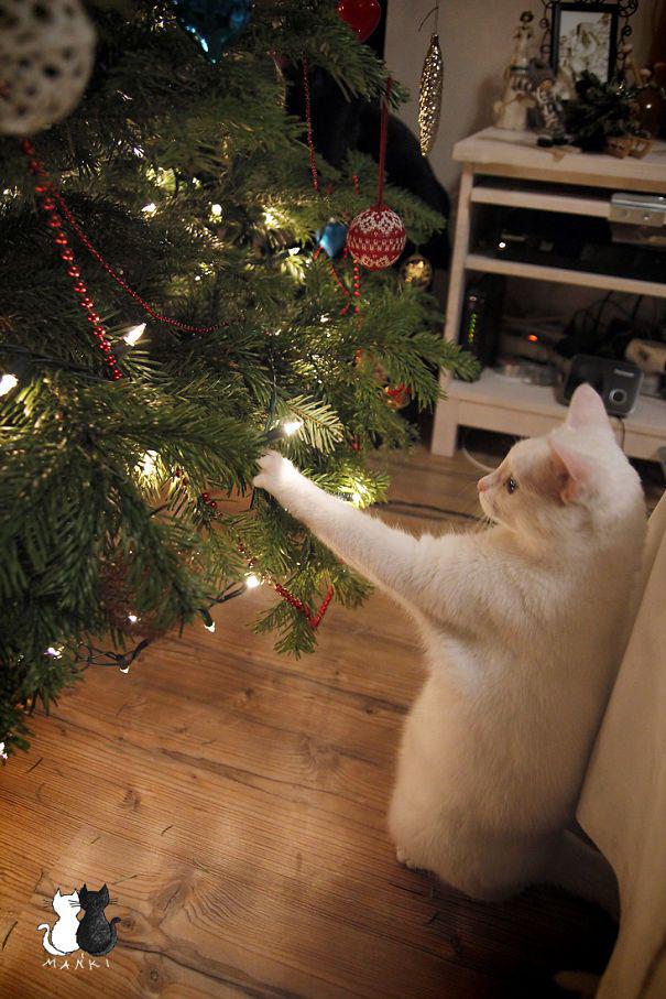 15 кошек, которые любят нарядить новогоднюю елку (ФОТО)