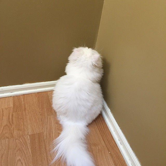 20 кошек, которые определенно хотят убить своего хозяина (ФОТО) 20 кошек, которые определенно хотят убить своего хозяина (ФОТО)