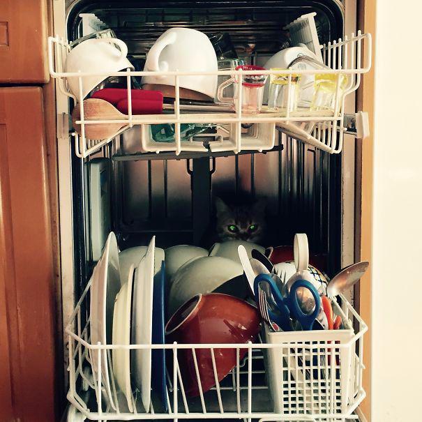 20 кошек, которые определенно хотят убить своего хозяина (ФОТО) 20 кошек, которые определенно хотят убить своего хозяина (ФОТО)