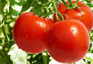 Исследователи: томаты положительно влияют на сердце