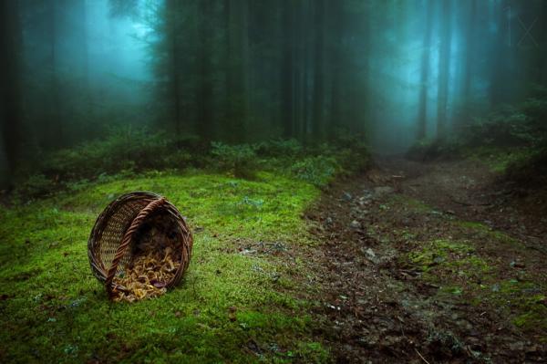 Самые красивые и загадочные леса Земли (ФОТО)